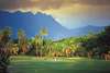 Sheraton Fiji Resort 
